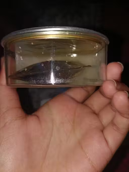 Image #2 from saif ali