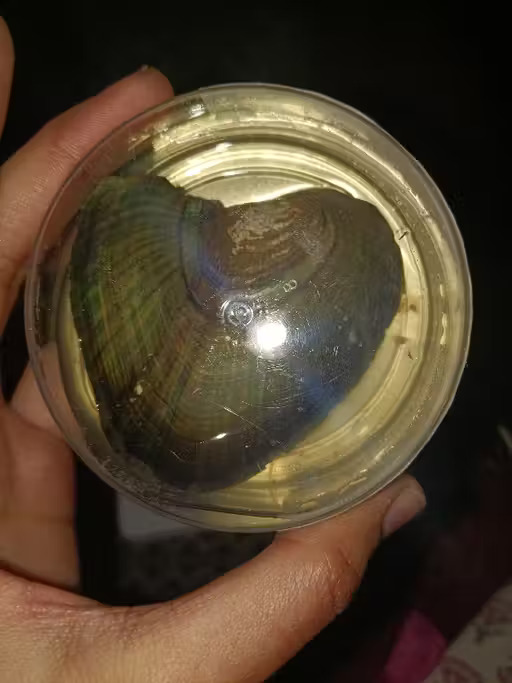 Image #1 from saif ali